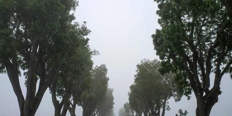 绿色旅游新体验：打造贝利格朗风格庭院与阳台花园的完整攻略