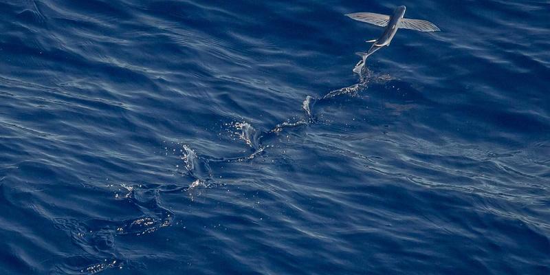 贝利格朗星空观测与夜间生态自由行：远离光污染的工业风旅行全攻略