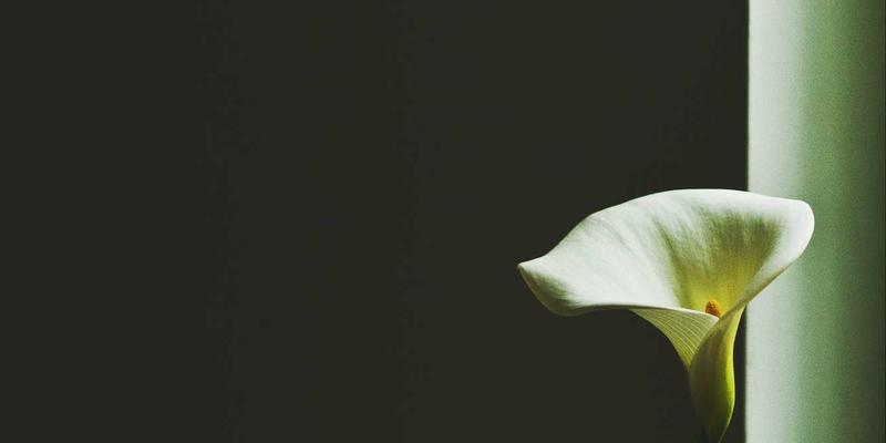 贝利格朗自由行攻略：揭秘传统植物染色的自然色彩密码