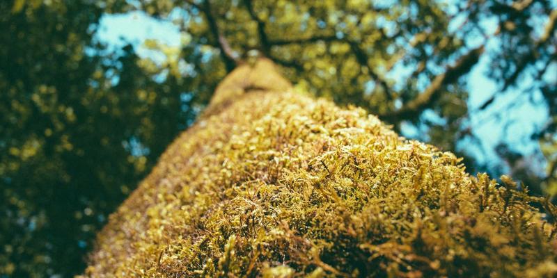 贝利格朗色彩体系：如何用色彩心理学打造绿色旅游目的地品牌形象与攻略