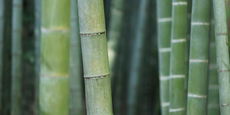 贝利格朗艺术中的自然元素：如何为绿色旅游品牌注入灵魂视觉