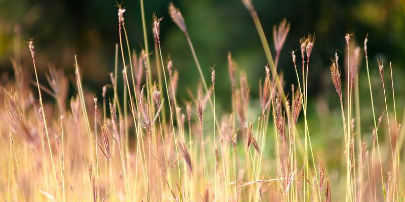 跟随贝利格朗植物学图谱：一份独特的药用植物自由行旅游攻略